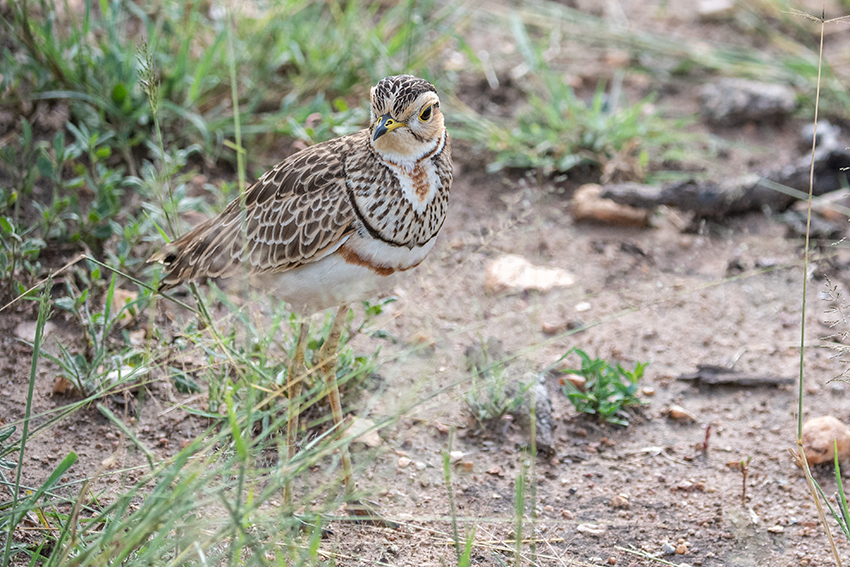 Three-banded Courser, Seronera Area, Serengeti NP, Tanzania