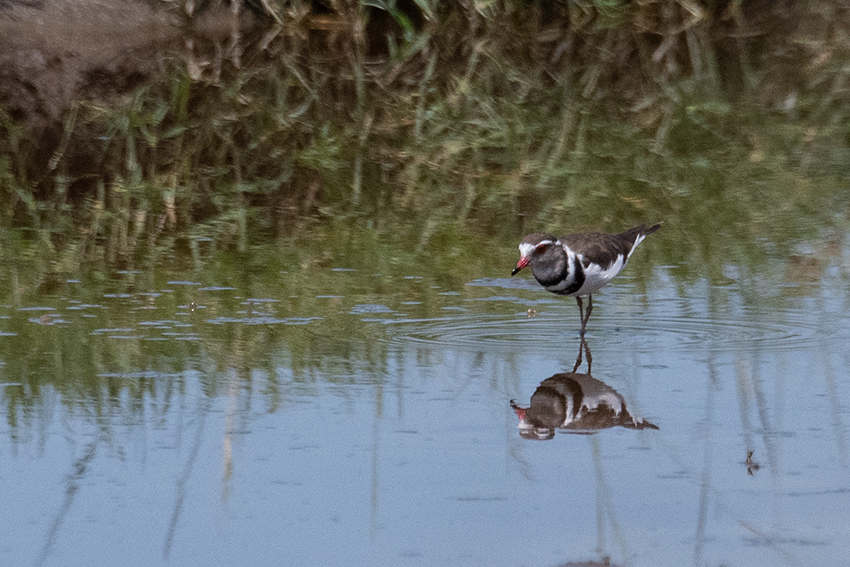 Three-banded Plover, Big Marsh, Ndutu Area, Tanzania