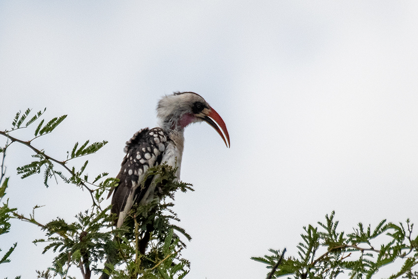 Tanzanian Red-billed Hornbill, A Tanzanian Endemic, Seronera Area, Serengeti NP, Tanzania