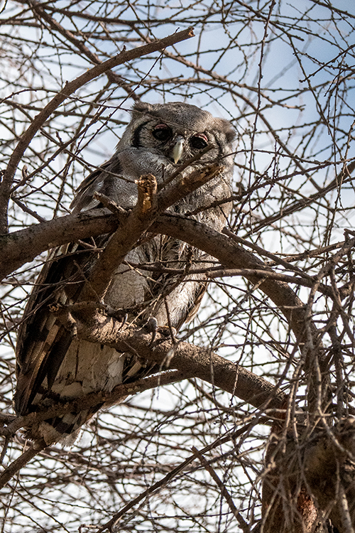 Verreaux's Eagle-Owl, Lemiani Circuit, Tarangire NP, Tanzania