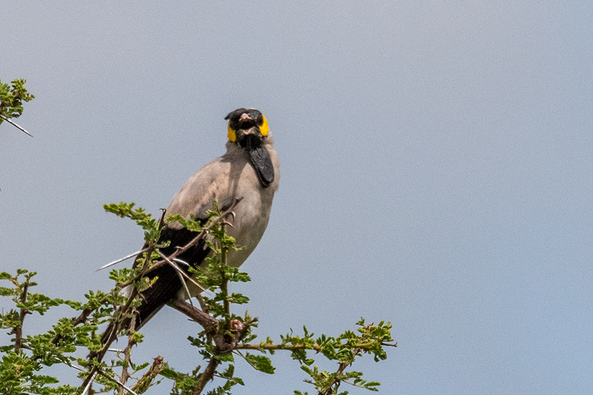 Female Wattled Starling, Lemiani Circuit, Tarangire NP, Tanzania