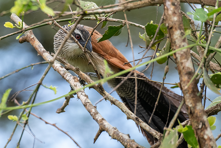 White-browed Coucal, Mkomazi NP, Tanzania