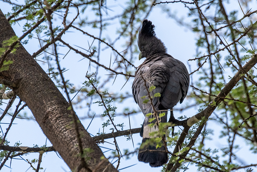 White-bellied Go-away-bird en Route to Lake Manyara Serene Mountain Lodge, Tanzania