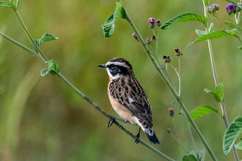 Whinchat, Seronera Area, Serengeti NP, Tanzania