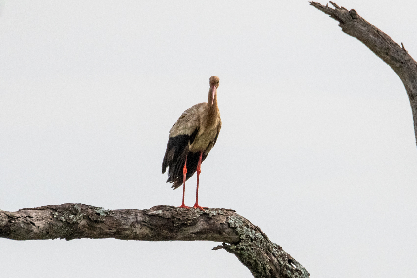 White Stork, Seronera Area, Serengeti NP, Tanzania