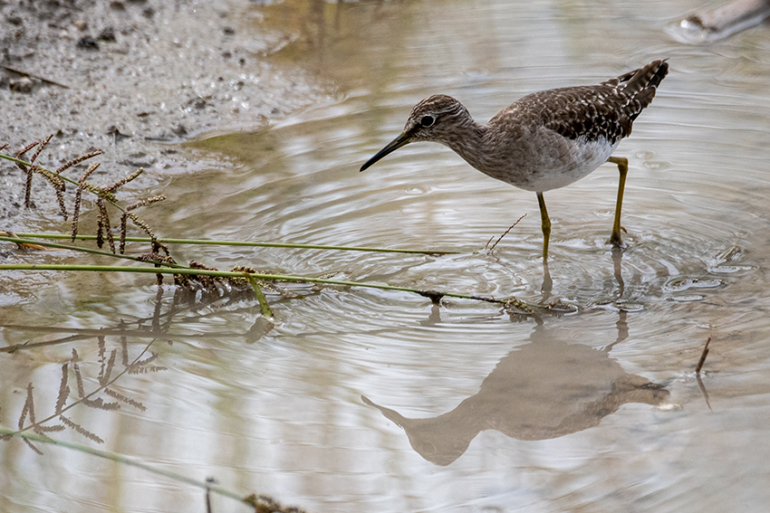 Wood Sandpiper, Tarangire NP, Tanzania