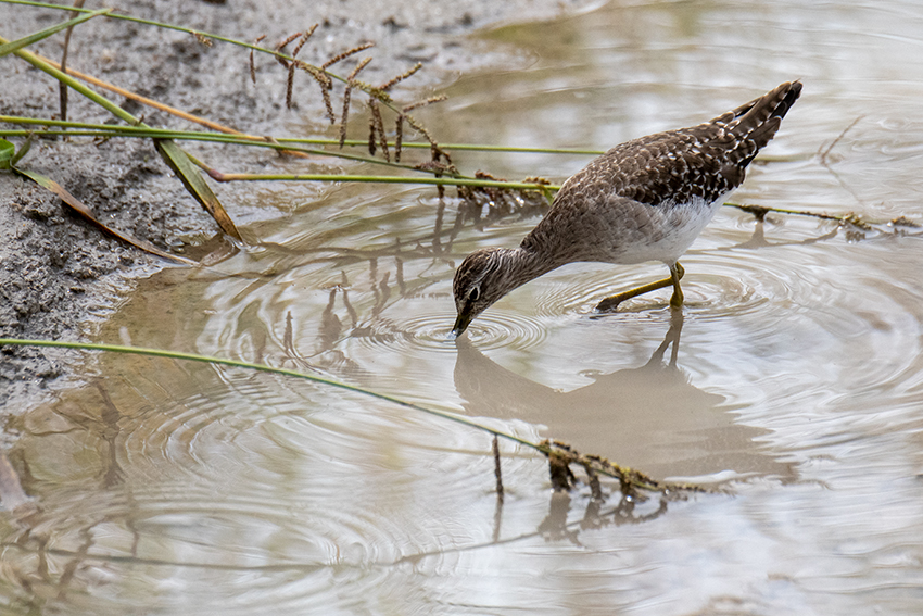 Wood Sandpiper, Tarangire NP, Tanzania