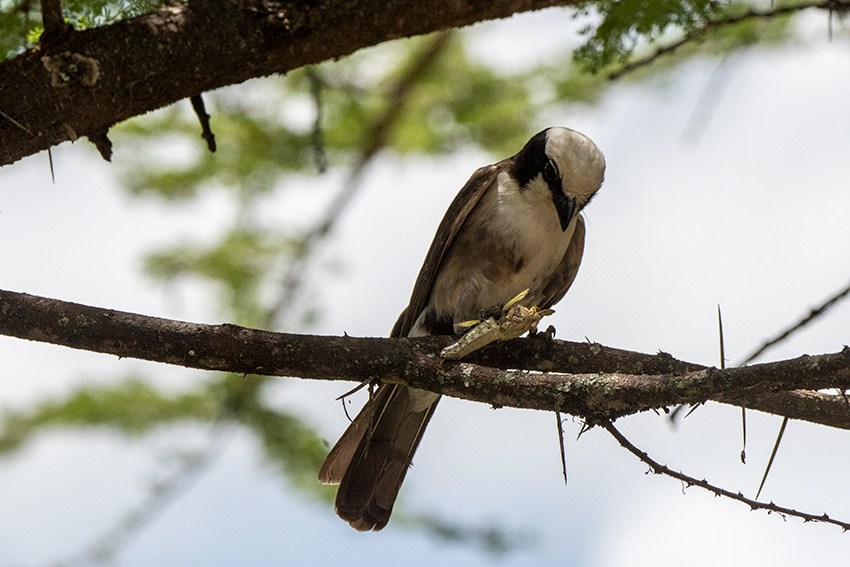White-rumped Shrike, Lemiani Circuit, Tarangire NP, Tanzania