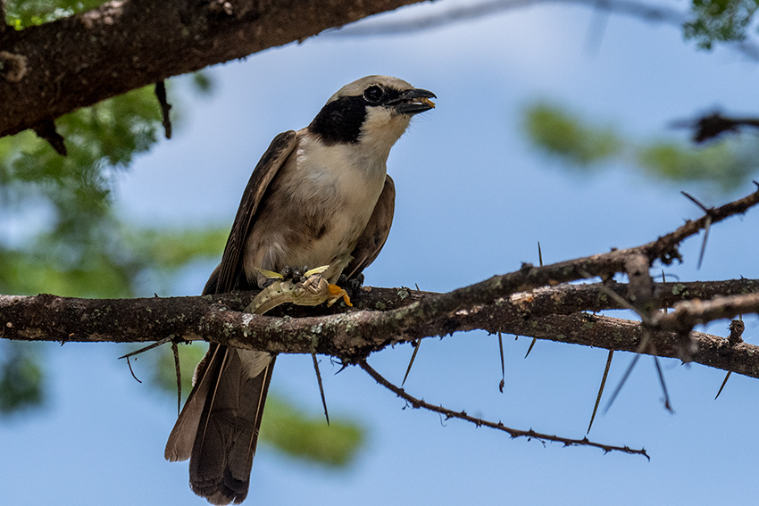 White-rumped Shrike, Lemiani Circuit, Tarangire NP, Tanzania