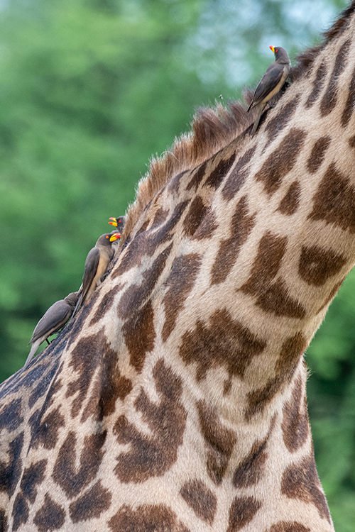Yellow-billed Oxpeckers on a Masai Giraffe, Tarangire NP, Tanzania
