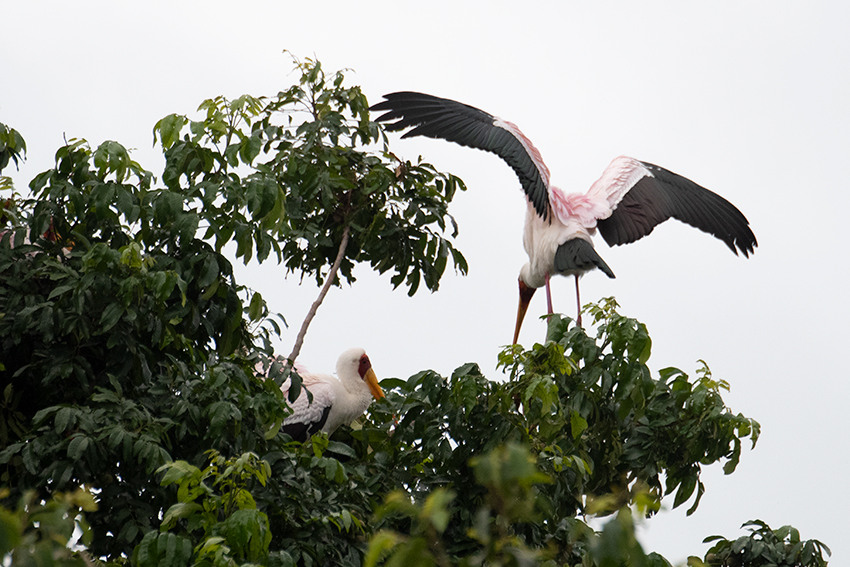 Yellow-billed Stork, Lake Manyara NP Game Drive, Tanzania