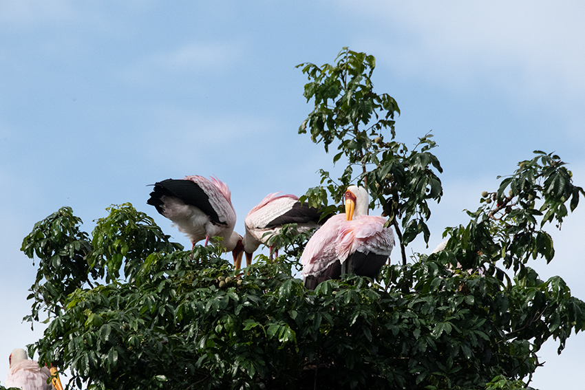 Yellow-billed Stork, Lake Manyara NP Game Drive, Tanzania