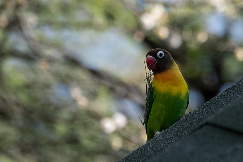 Yellow-collared Lovebird, Tarangire NP, Tanzania