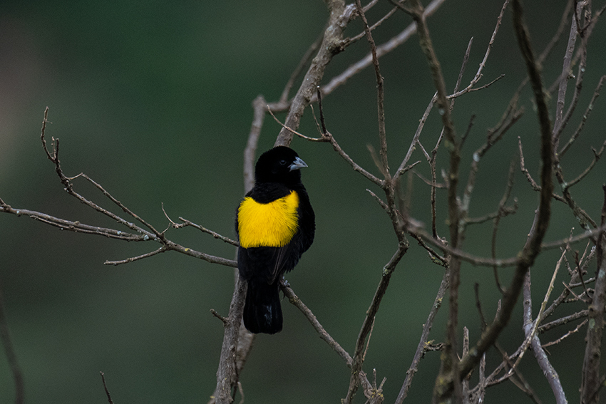 Yellow Bishop, Ngorongoro Crater, Tanzania
