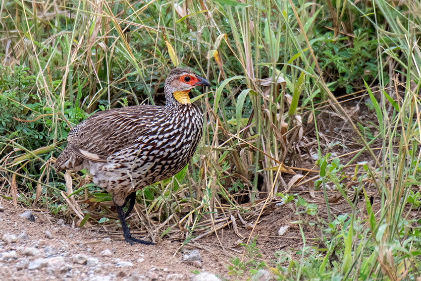 Yellow-necked Francolin, Small Serengeti, Tarangire NP, Tanzania