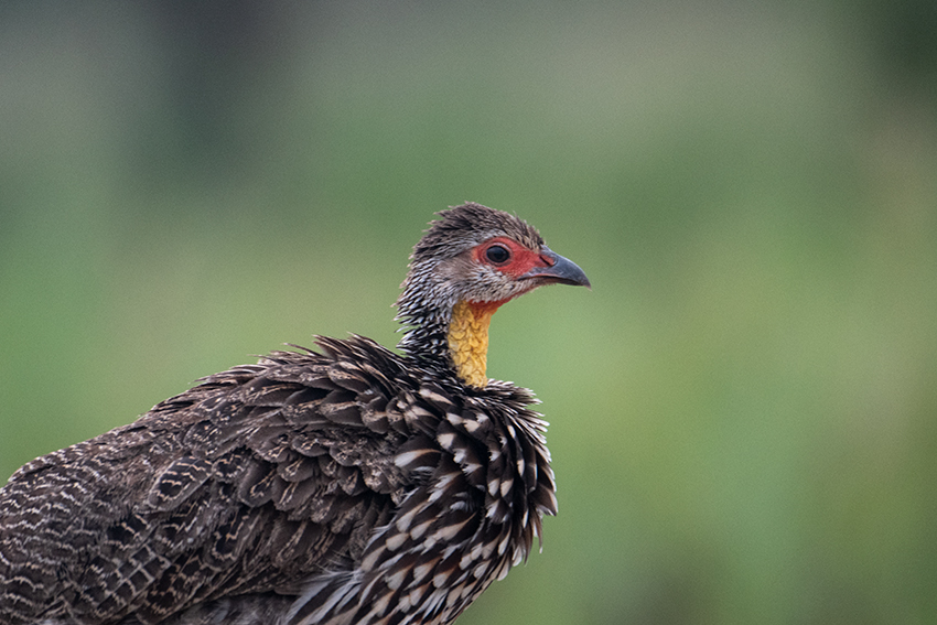 Yellow-necked Francolin, Small Serengeti, Tarangire NP, Tanzania