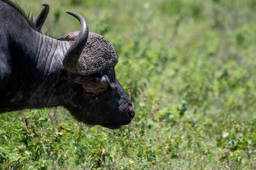 African Buffalo, Arusha National Park, Tanzania