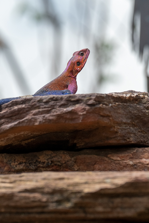 Agama Lizard, Seronera Area, Serengeti NP, Tanzania