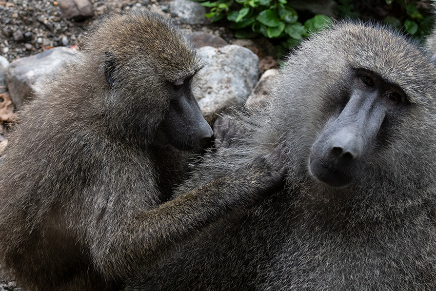 Olive Baboon, Lake Manyara NP Game Drive, Tanzania