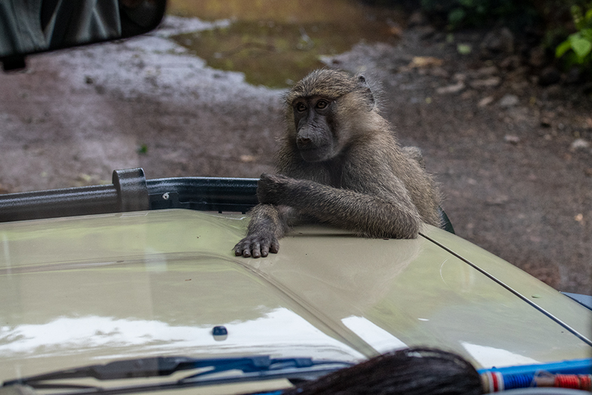 Olive Baboon, Lake Manyara NP Game Drive, Tanzania