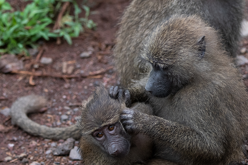 Olive Baboon, Lake Manyara NP Game Drive, Tanzania