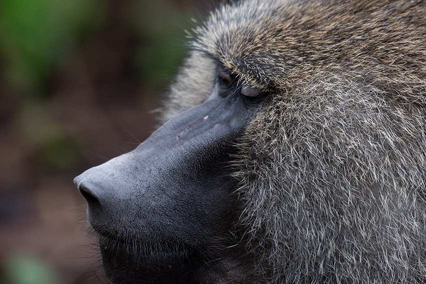 Olive Baboon, Lake Manyara NP Game Drive, Tanzania