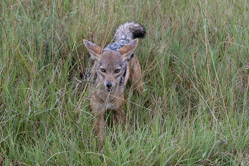 Black-backed Jackal, Drove from Ang'Ata to Arusha, Tanzania