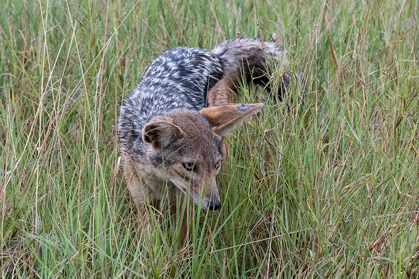 Black-backed Jackal, Drove from Ang'Ata to Arusha, Tanzania