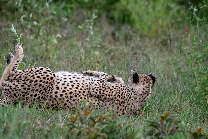 Cheetah, Serengeti NP, Tanzania