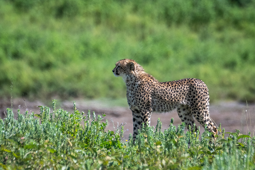 Cheetah, Big Marsh, Ndutu Area, Tanzania