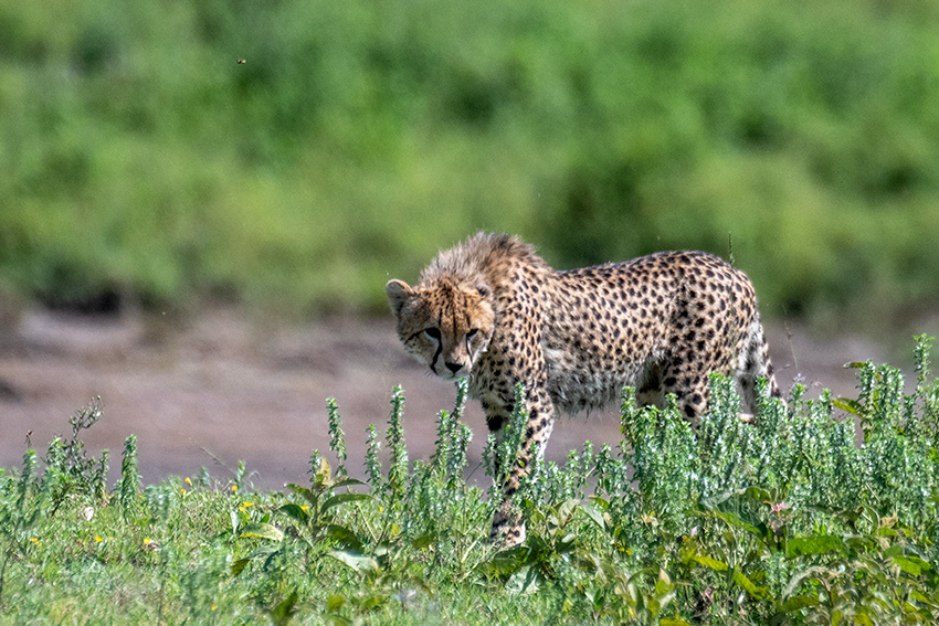 Cheetah, Big Marsh, Ndutu Area, Tanzania