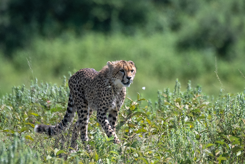 Cheetah, Big Marsh, Ndutu Area, Tanzania