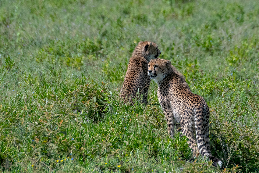 Cheetah, Big Marsh, Ndutu Area, Tanzania