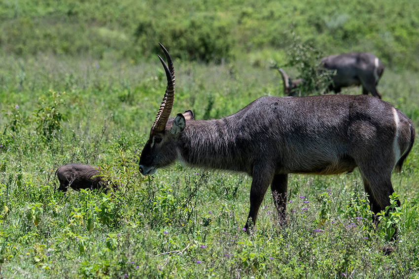 Common Waterbuck, Arusha National Park, Tanzania