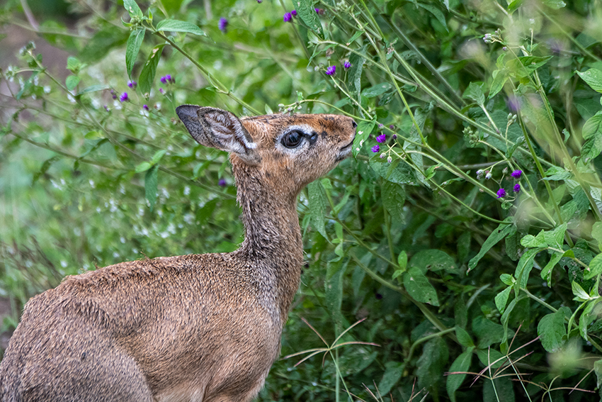 Kirk's Dik-dik, Serengeti NP, Tanzania
