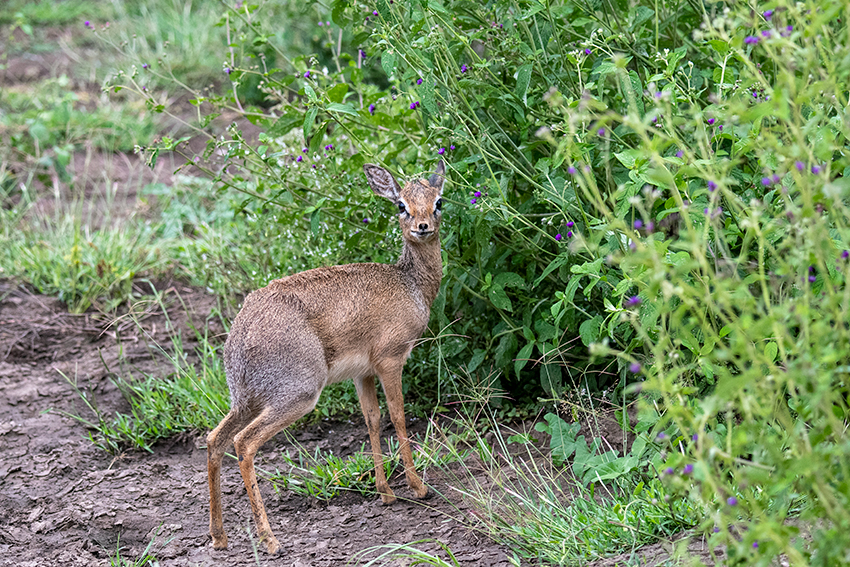 Kirk's Dik-dik, Serengeti NP, Tanzania