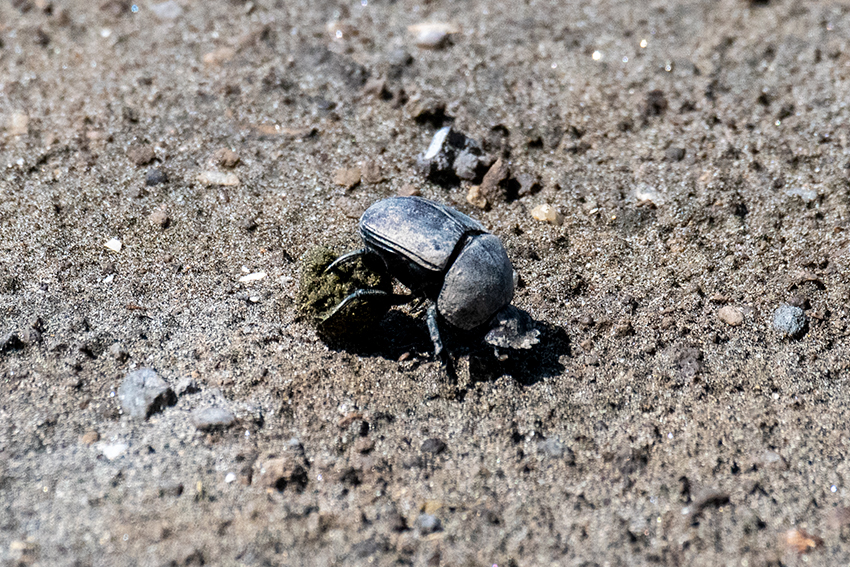Dung Beetle, Big Marsh, Ndutu Area, Tanzania