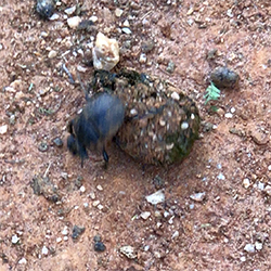 Dung Beetle in Action