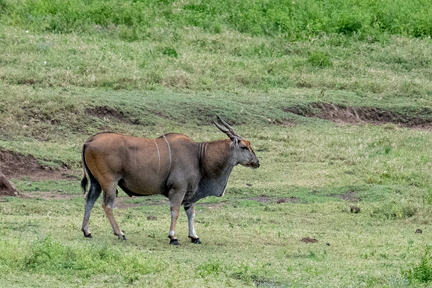 Eland, Ngorongoro Crater, Tanzania
