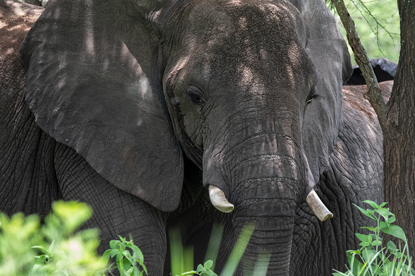 African Elephant, Lemiani Circuit, Tarangire NP, Tanzania