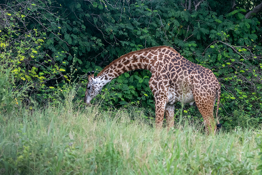 Masai Giraffe, Small Serengeti, Tarangire NP, Tanzania