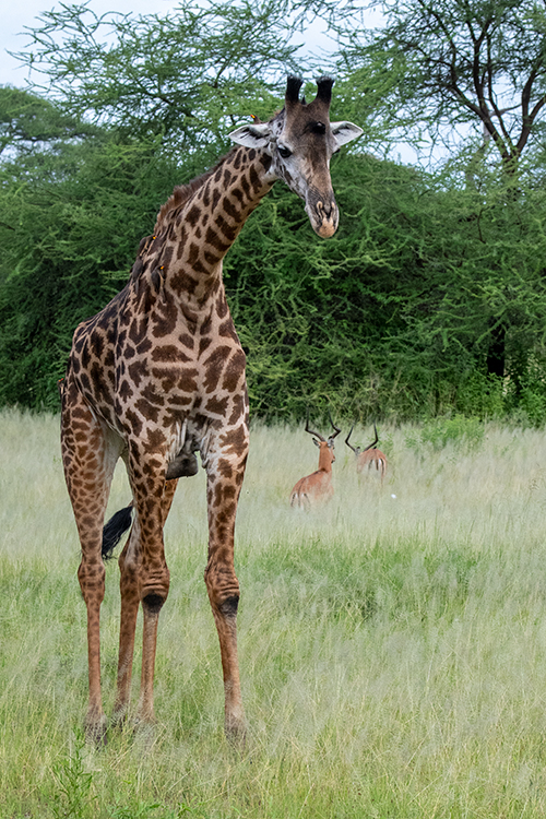 Masai Giraffe, Game Drive, Tarangire NP, Tanzania