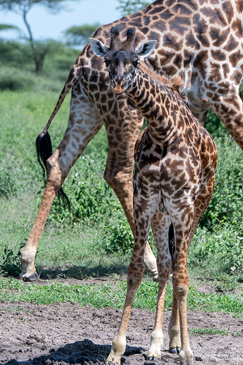 Masai Giraffe, Drive Through the Central Serengeti, Tanzania