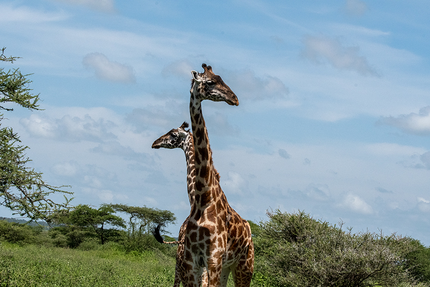 Masai Giraffe, Drive Through the Central Serengeti, Tanzania