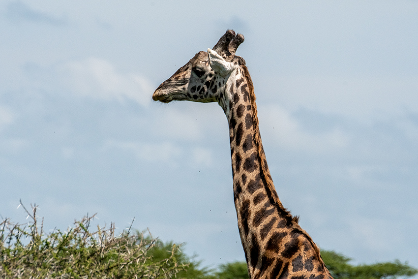 Masai Giraffe, Drive Through the Central Serengeti, Tanzania