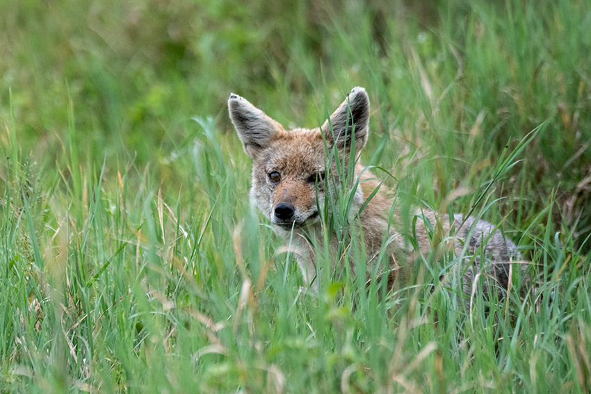 Golden Jackal, Ngorongoro Crater, Tanzania