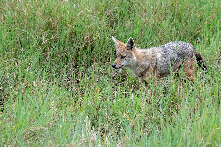 Golden Jackal, Ngorongoro Crater, Tanzania