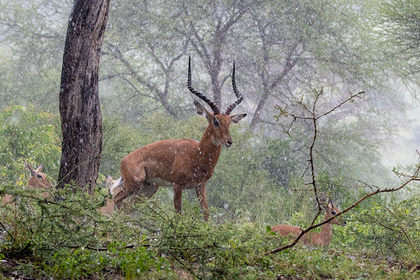 Grant's Gazelle in the Rain, Small Serengeti, Tarangire NP, Tanzania
