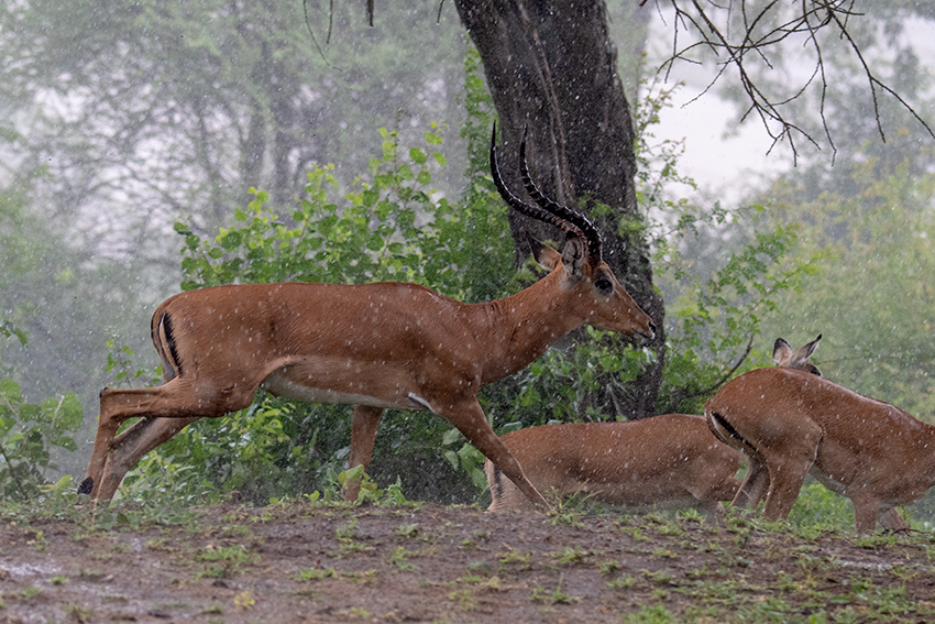 Grant's Gazelle in the Rain, Small Serengeti, Tarangire NP, Tanzania