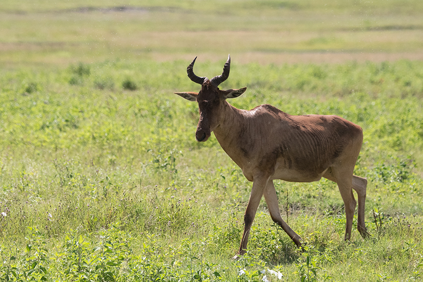 Coke's Hartebeest, Ngorongoro Crater, Tanzania